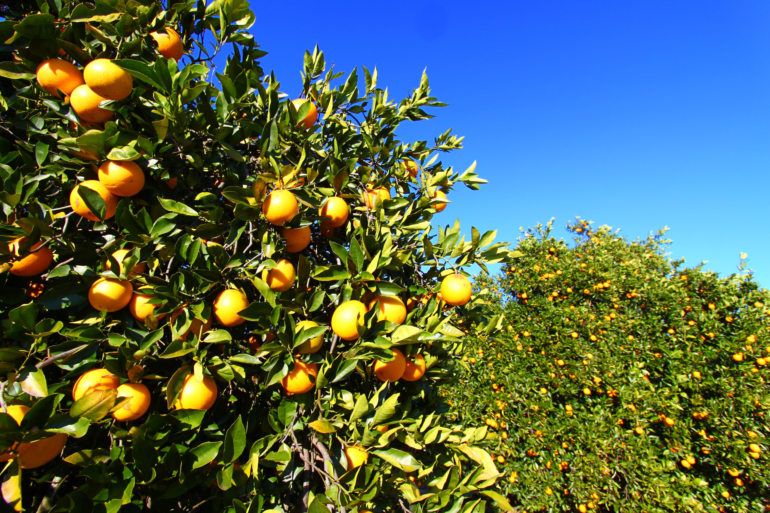Orange groves dominate the landscape of central Florida.